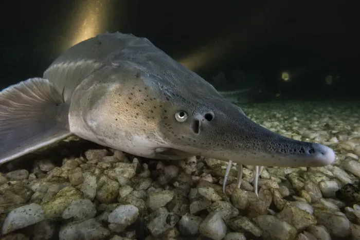 Framed Print : Russian sturgeon (Acipenser gueldenstaedtii), albino, resting on lake bed, private lake, Moscow region, Russia Framed Print : Russian sturgeon (Acipenser gueldenstaedtii), albino, resting on lake bed, private lake, Moscow region, Russia