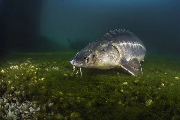 Russian sturgeon (Acipenser gueldenstaedtii) on algae covered lake bed, private lake, Moscow region, Russia