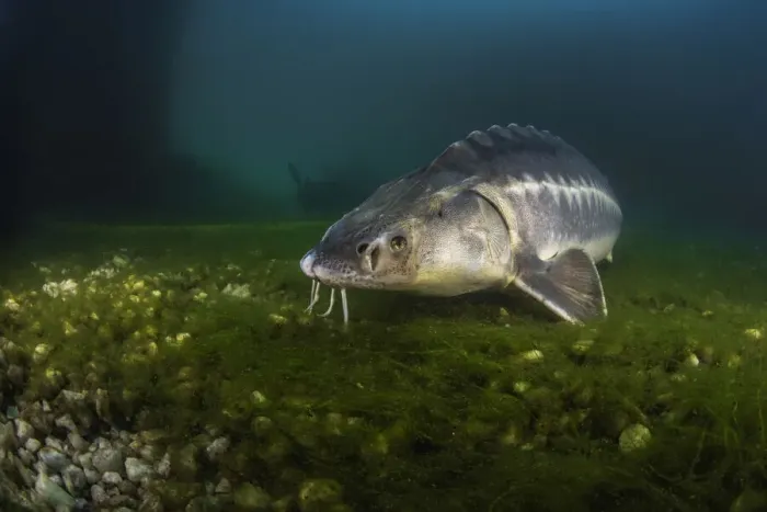 Framed Print : Russian sturgeon (Acipenser gueldenstaedtii) on algae covered lake bed, private lake, Moscow region, Russia Framed Print : Russian sturgeon (Acipenser gueldenstaedtii) on algae covered lake bed, private lake, Moscow region, Russia