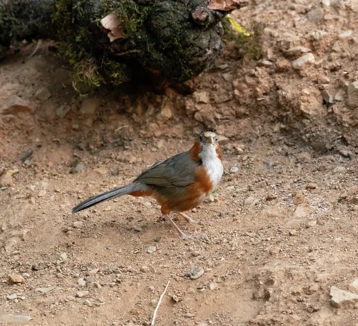 Framed Print : Rusty-cheeked scimitar babbler (Erythrogenys erythrogenys) standing on the ground, Sattal, Uttarakhand, India Framed Print : Rusty-cheeked scimitar babbler (Erythrogenys erythrogenys) standing on the ground, Sattal, Uttarakhand, India