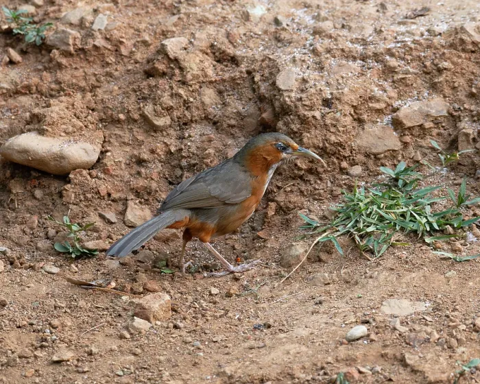 Framed Print : Rusty-cheeked scimitar babbler (Erythrogenys erythrogenys) standing on the ground, Sattal, Uttarakhand, India Framed Print : Rusty-cheeked scimitar babbler (Erythrogenys erythrogenys) standing on the ground, Sattal, Uttarakhand, India