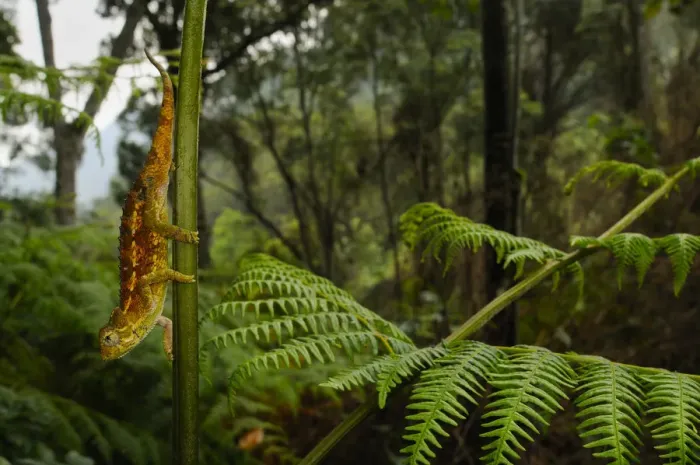 Framed Print : Ruwenzori side-striped chameleon, (Trioceros rudis), hanging from fern, Nyungwe Forest NP Framed Print : Ruwenzori side-striped chameleon, (Trioceros rudis), hanging from fern, Nyungwe Forest NP