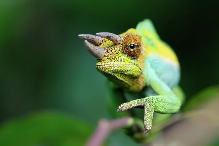 Framed Print : Rwenzori three-horned chameleon (Trioceros johnstoni) male, portrait, Rwenzori foothills, Uganda
