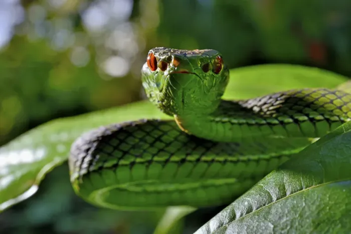 Framed Print : Sabah pit viper (Trimeresurus sabahi) portrait, Siberut island. West Sumatra Framed Print : Sabah pit viper (Trimeresurus sabahi) portrait, Siberut island. West Sumatra