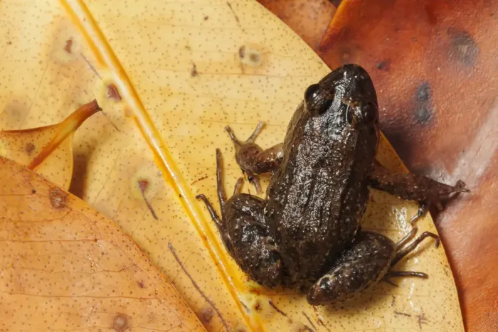 Framed Print : Sabinal Frog (Leptodactylus melanonotus), Ria Lagartos Biosphere Reserve