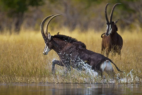 Sable antelope (Hippotragus niger) bull charging through the shallows of the Selinda Spillway