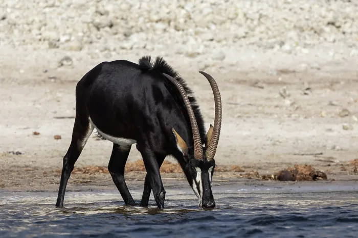 Framed Print : Sable (Hippotragus niger) male, drinking, Chobe National Park, Botswana
