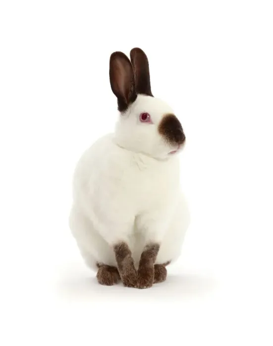Framed Print : Sable-point rabbit, portrait