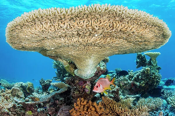 Sabre squirrelfish (Sargocentron spiniferum) sheltering beneath a large Table coral (Acropora sp.) on a coral reef, Laamu Atoll, Maldives, Indian Ocean
