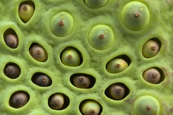 Framed Print : Sacred lotus (Nelumbo nucifera) seeds embedded in pits in fleshy receptacle. Seeds Framed Print : Sacred lotus (Nelumbo nucifera) seeds embedded in pits in fleshy receptacle. Seeds