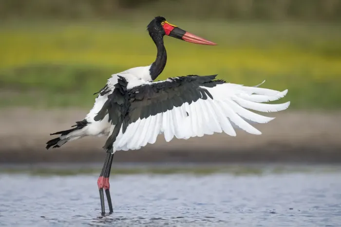Framed Print : Saddle-billed stork (Ephippiorhynchus senegalensis) flapping wings after preening Framed Print : Saddle-billed stork (Ephippiorhynchus senegalensis) flapping wings after preening