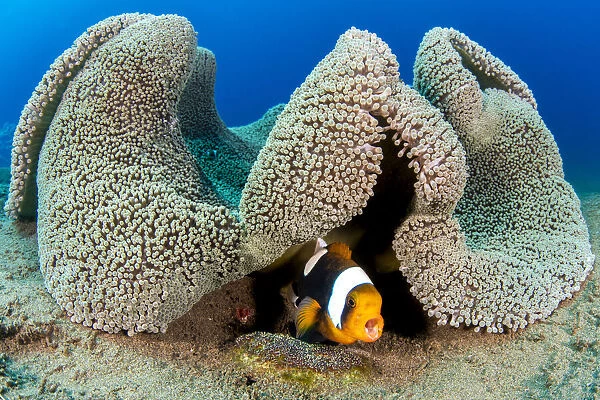 Saddleback anemonefish (Amphiprion polymnus) barks a warning as it guards a clutch of