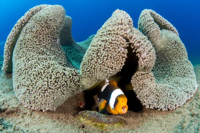 Framed Print : Saddleback anemonefish (Amphiprion polymnus) barks a warning as it guards a clutch of