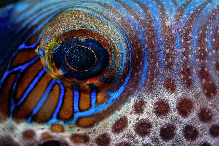 Framed Print : Saddled pufferfish (Canthigaster valentini) eye detail, off Siladan Island, North Sulawesi, Indonesia, Pacific Ocean Framed Print : Saddled pufferfish (Canthigaster valentini) eye detail, off Siladan Island, North Sulawesi, Indonesia, Pacific Ocean