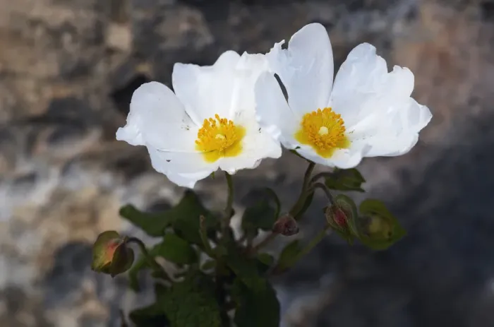 Framed Print : Sage leaved cistus (Cistus salvifloria) in flower, Akamas Peninsula, Cyprus, April 2009