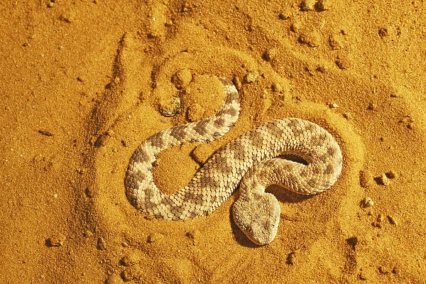 Sahara sand viper (Cerastes vipera) burrowing into sand to hide, captive