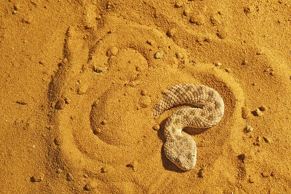 Sahara sand viper (Cerastes vipera) burrowing into sand to hide, captive