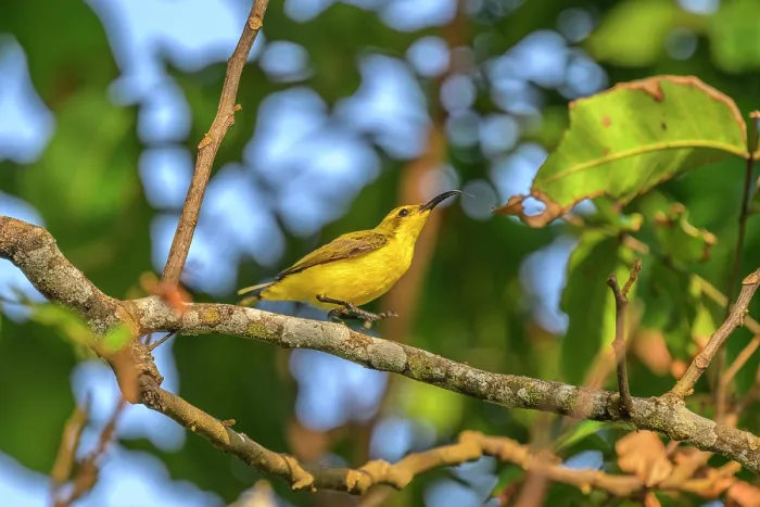 Framed Print : Sahul sunbird (Cinnyris frenatus) perched in tree, Mussau Island. New Ireland Province, Papua New Guinea Framed Print : Sahul sunbird (Cinnyris frenatus) perched in tree, Mussau Island. New Ireland Province, Papua New Guinea