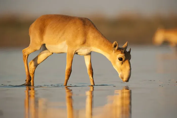 Framed Print : Saiga antelope (Saiga tatarica) drinking Astrakhan, Southern Russia, Russia