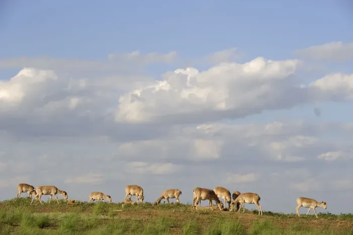 Framed Print : Saiga antelope (Saiga tatarica) herd at salt lick, Cherniye Zemli (Black Earth) Nature Reserve Framed Print : Saiga antelope (Saiga tatarica) herd at salt lick, Cherniye Zemli (Black Earth) Nature Reserve