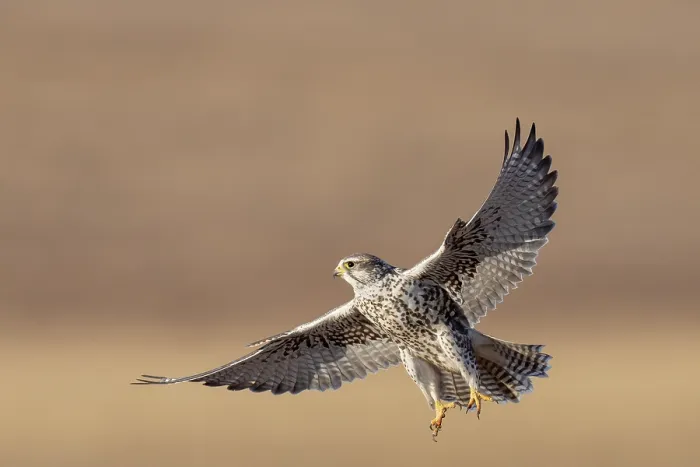 Framed Print : Saker falcon (Falco cherrug) in flight, Margaz Mountains, Western Mongolia Framed Print : Saker falcon (Falco cherrug) in flight, Margaz Mountains, Western Mongolia