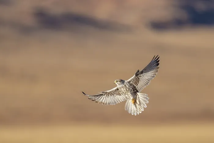 Framed Print : Saker falcon (Falco cherrug) in flight, Margaz Mountains, Western Mongolia Framed Print : Saker falcon (Falco cherrug) in flight, Margaz Mountains, Western Mongolia