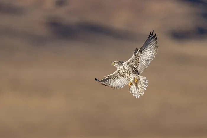 Framed Print : Saker falcon (Falco cherrug) in flight, Margaz Mountains, Western Mongolia Framed Print : Saker falcon (Falco cherrug) in flight, Margaz Mountains, Western Mongolia