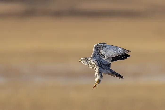 Framed Print : Saker falcon (Falco cherrug) taking flight, Margaz Mountains, Western Mongolia Framed Print : Saker falcon (Falco cherrug) taking flight, Margaz Mountains, Western Mongolia
