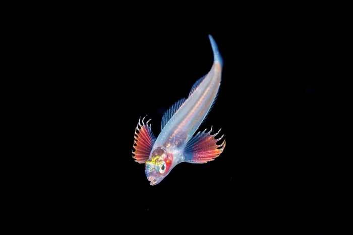 Framed Print : Salariinin blenny (Istiblennius sp.) ophioblennius-stage larva, in open ocean at night, Yap, Federated States of Micronesia, Pacific Ocean Framed Print : Salariinin blenny (Istiblennius sp.) ophioblennius-stage larva, in open ocean at night, Yap, Federated States of Micronesia, Pacific Ocean