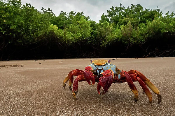 Sally Lightfoot crab (Grapsus grapsus) on beach, Santiago Island, Galapagos National Park, Galapagos Islands