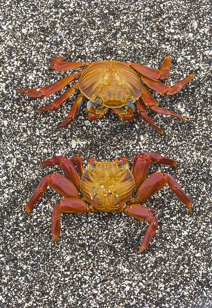 Sally lightfoot crabs (Grapsus grapsus) on the beach at Puerto Egas, Santiago Island