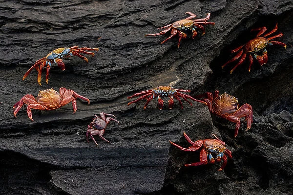 Sally Lightfoot crabs (Grapsus grapsus) on coastal volcanic rocks, Santiago Island, Galapagos National Park, Galapagos Islands
