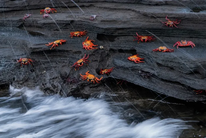Framed Print : Sally Lightfoot crabs (Grapsus grapsus) on coastal rocks, Santiago Island, Galapagos Islands