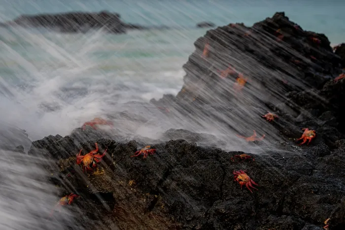 Framed Print : Sally Lightfoot crabs (Grapsus grapsus) on coastal rocks, Santa Cruz Island, Galapagos Islands Framed Print : Sally Lightfoot crabs (Grapsus grapsus) on coastal rocks, Santa Cruz Island, Galapagos Islands