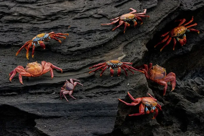 Framed Print : Sally Lightfoot crabs (Grapsus grapsus) on coastal volcanic rocks, Santiago Island, Galapagos National Park, Galapagos Islands Framed Print : Sally Lightfoot crabs (Grapsus grapsus) on coastal volcanic rocks, Santiago Island, Galapagos National Park, Galapagos Islands