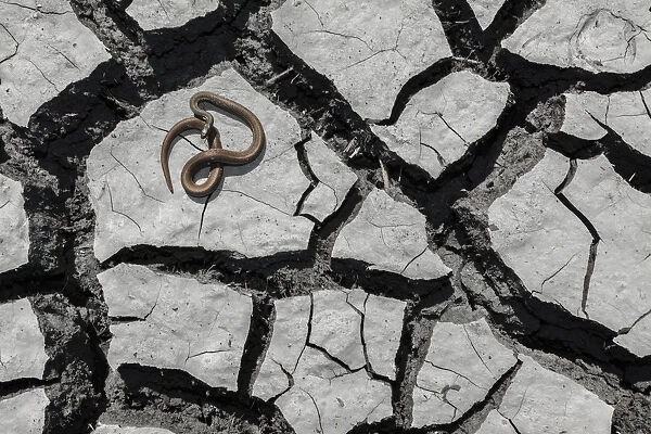 Salmon-bellied racer snake (Mastigodryas melanolomus) resting on cracked mud, Palo