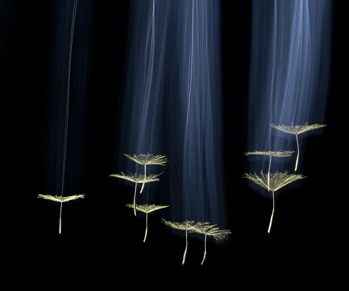 Framed Print : Salsify seeds (Tragopogon porrifolius) falling on black background, Bristol, UK Framed Print : Salsify seeds (Tragopogon porrifolius) falling on black background, Bristol, UK