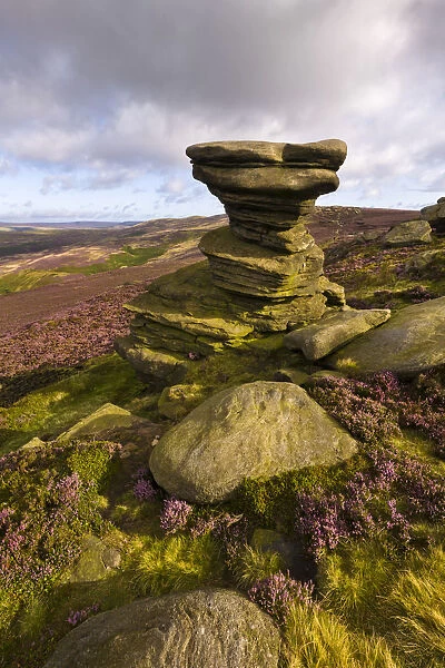 The Salt Cellar, a famous gritstone outcrop surrounded by flowering heather. Derwent Edge