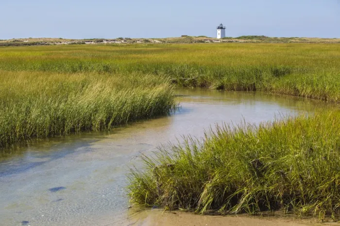 Framed Print : Salt marsh cord grass (Spartina alterniflora) on shore of Cape Cod, with Long Point Framed Print : Salt marsh cord grass (Spartina alterniflora) on shore of Cape Cod, with Long Point