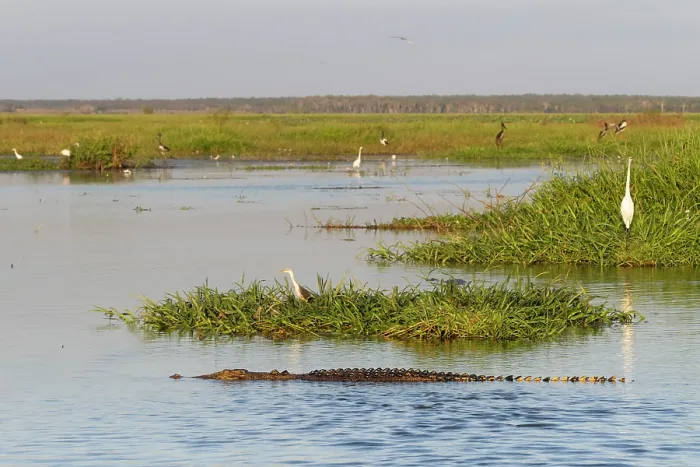 Framed Print : Saltwater crocodile (Crocodylus porosus) submerged in water in wetland floodplains, Corroboree billabong, Northern Territory, Australia