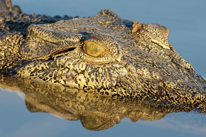 Framed Print : Saltwater crocodile (Crocodylus porosus) in water, head portrait, Corroboree billabong, Northern Territory, Australia Framed Print : Saltwater crocodile (Crocodylus porosus) in water, head portrait, Corroboree billabong, Northern Territory, Australia