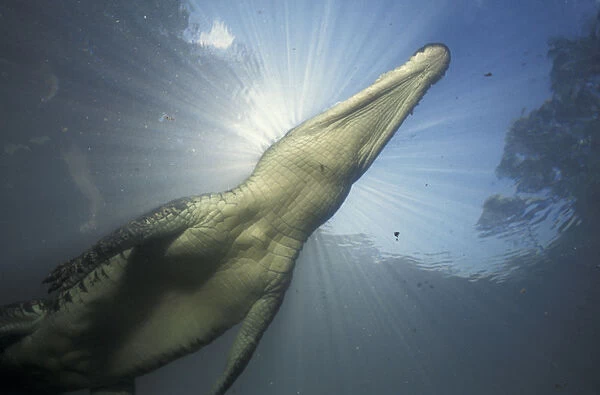 Saltwater crocodile underwater {Crocodylus porosus} Kakadu NP, NT, Australia