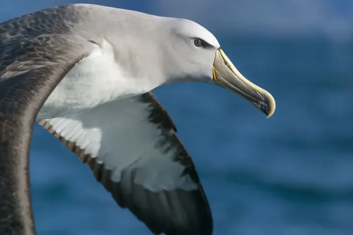 Framed Print : Salvins albatross (Thalassarche salvini) flying at sea, closeup of head. Kaikoura