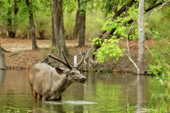 Framed Print : Sambar deer (Rusa unicolor) male, feeding on water grass, in pool, Bandhavgarh Tiger Reserve, Madhya Pradesh, India Framed Print : Sambar deer (Rusa unicolor) male, feeding on water grass, in pool, Bandhavgarh Tiger Reserve, Madhya Pradesh, India