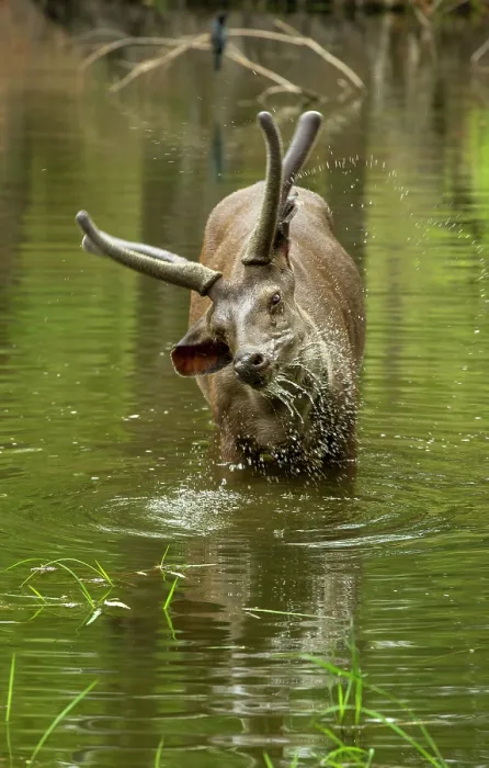 Framed Print : Sambar deer (Rusa unicolor) male, feeding on water grass in pool, Bandhavgarh Tiger Reserve, Madhya Pradesh, India Framed Print : Sambar deer (Rusa unicolor) male, feeding on water grass in pool, Bandhavgarh Tiger Reserve, Madhya Pradesh, India