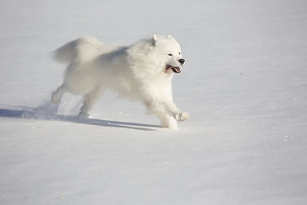 Samoyed dog running in in snow, Ledyard, Connecticut, USA