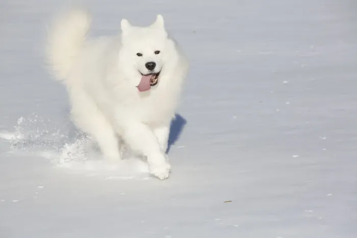 Framed Print : Samoyed dog running in in snow, Ledyard, Connecticut, USA Framed Print : Samoyed dog running in in snow, Ledyard, Connecticut, USA