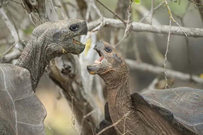 Framed Print : San Cristobal giant tortoises (Chelonoidis chatamensis), fighting, Galapaguera, San Framed Print : San Cristobal giant tortoises (Chelonoidis chatamensis), fighting, Galapaguera, San