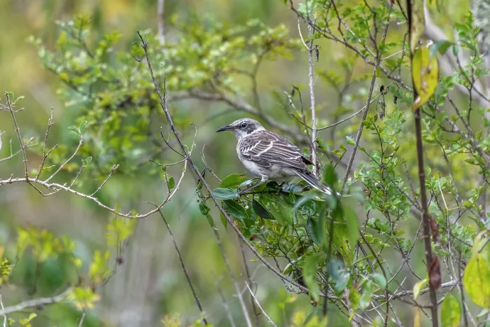 Framed Print : San Cristobal mockingbird (Mimus melanotis) perched in bush, San Cristobal Island, Galapagos Islands Framed Print : San Cristobal mockingbird (Mimus melanotis) perched in bush, San Cristobal Island, Galapagos Islands