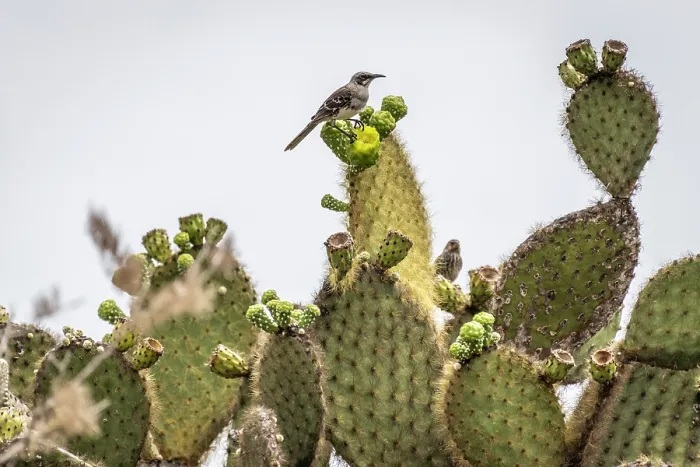 Framed Print : San Cristobal mockingbird (Mimus melanotis) perched on a cactus, San Cristobal Island, Galapagos Islands